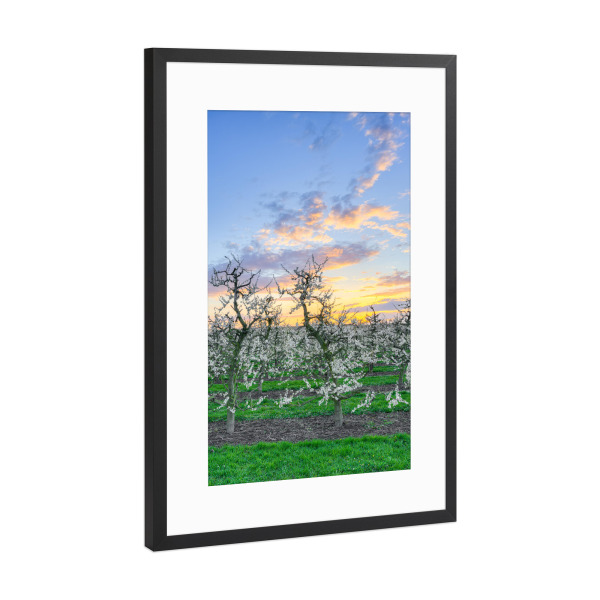 Poster mit Rahmen Schwarz (Metallic) "Apfelbäume am Niederrhein" artboxONE - Natur