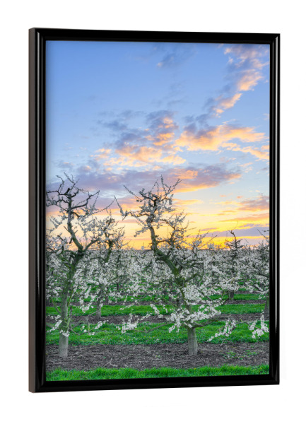 Poster mit schwarzem Rahmen "Apfelbäume am Niederrhein" artboxONE - Natur