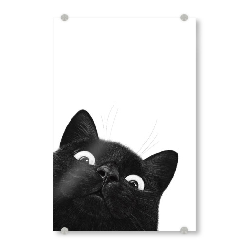 Funny black cat