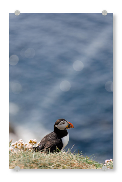 Acrylglasbild "Papageientaucher blickt aufs Meer" artboxONE - Natur,Reise,Tiere