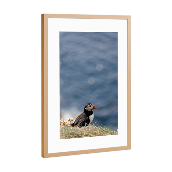 Poster mit Rahmen Kupfer "Papageientaucher blickt aufs Meer" artboxONE - Natur,Reise,Tiere