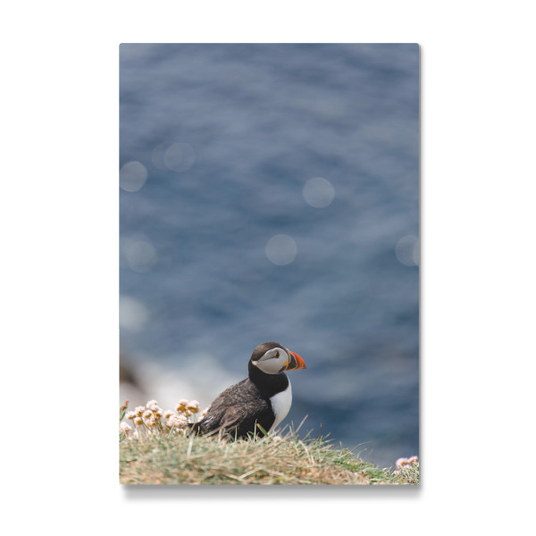 Galerie-Print "Papageientaucher blickt aufs Meer" 30x20 cm artboxONE