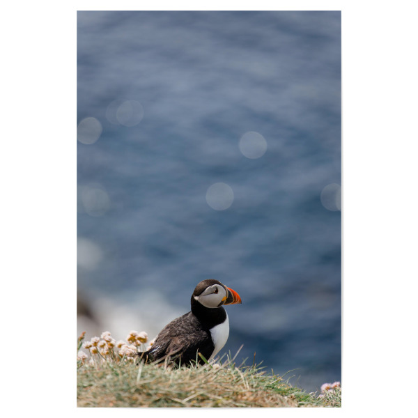 Poster 30x20 cm "Papageientaucher blickt aufs Meer" artboxONE - Natur,Reise,Tiere