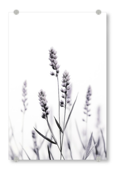 Acrylglasbild "Wild Lavender" artboxONE - Natur,Floral,Für Mama