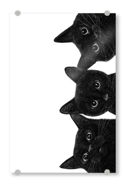 Acrylglasbild "Drei schwarze Katzen" artboxONE - Für Kinder,Tiere,Für Mama,Halloween,Lustig