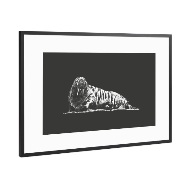 Poster mit Rahmen Schwarz (Metallic) "Walross auf Schiefer" artboxONE - Natur,Tiere,Schwarzweiß