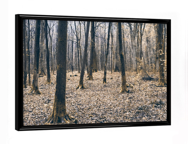 Poster mit schwarzem Rahmen "Stimmungsvolles Waldbild" artboxONE - Natur,Floral