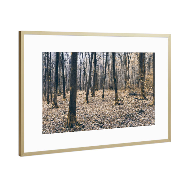 Poster mit Rahmen Gold "Stimmungsvolles Waldbild" artboxONE - Natur,Floral