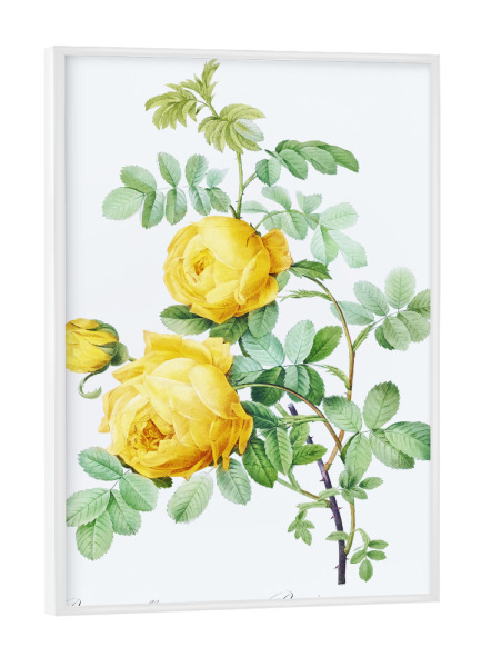 Poster mit weißem Rahmen "Rosa hemisphaerica" artboxONE - Natur,Floral,Liebe