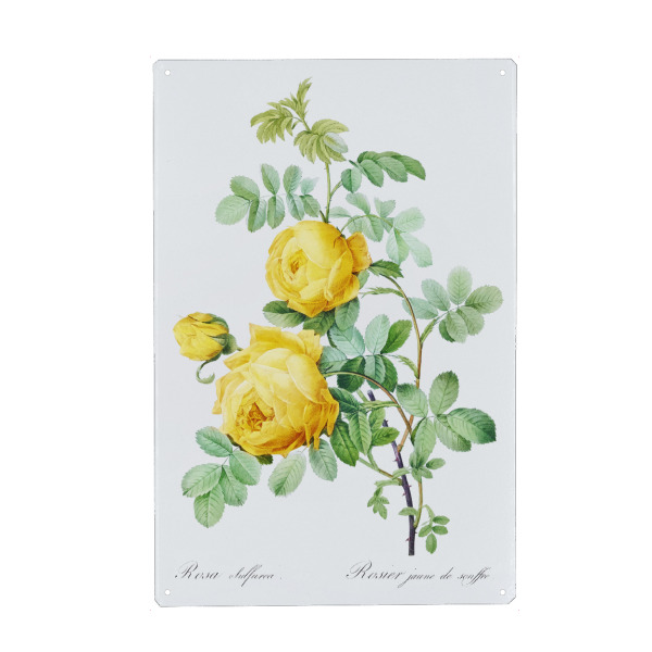 Holzbild "Rosa hemisphaerica" artboxONE - Natur,Floral,Liebe