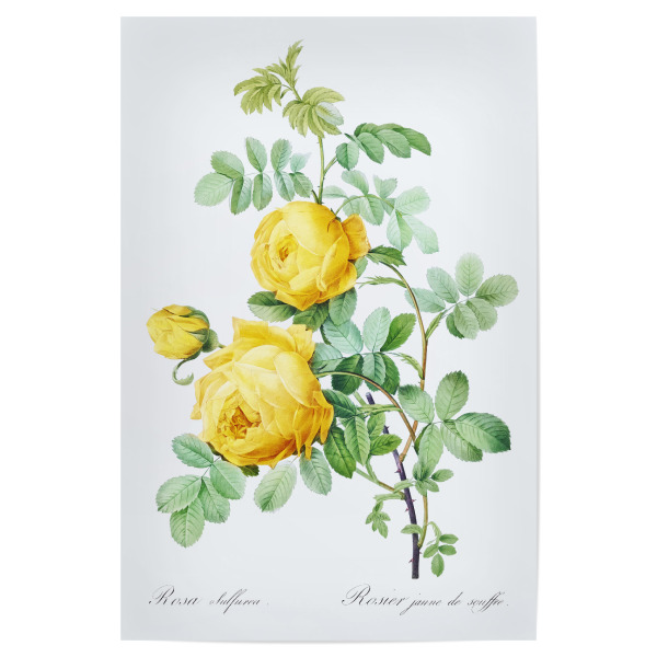 Poster 30x20 cm "Rosa hemisphaerica" artboxONE - Natur,Floral,Liebe