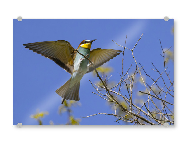 Acrylglasbild "Bienenfresser Im Anflug" artboxONE - Natur,Tiere - Bienenfresser,Vogel,Natur,Tiere
