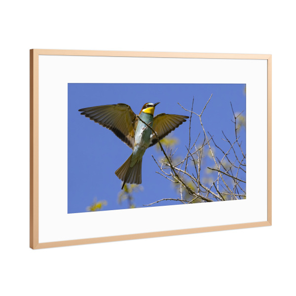 Poster mit Rahmen Kupfer "Bienenfresser Im Anflug" artboxONE - Natur,Tiere - Bienenfresser,Vogel,Natur,Tiere