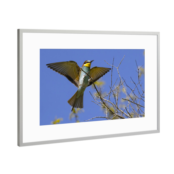Poster mit Rahmen Silber "Bienenfresser Im Anflug" artboxONE - Natur,Tiere - Bienenfresser,Vogel,Natur,Tiere