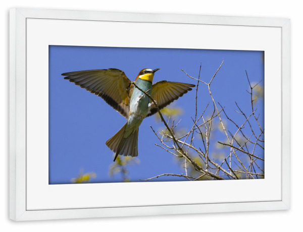 Poster mit Rahmen weiß "Bienenfresser Im Anflug" artboxONE - Natur,Tiere - Bienenfresser,Vogel,Natur,Tiere