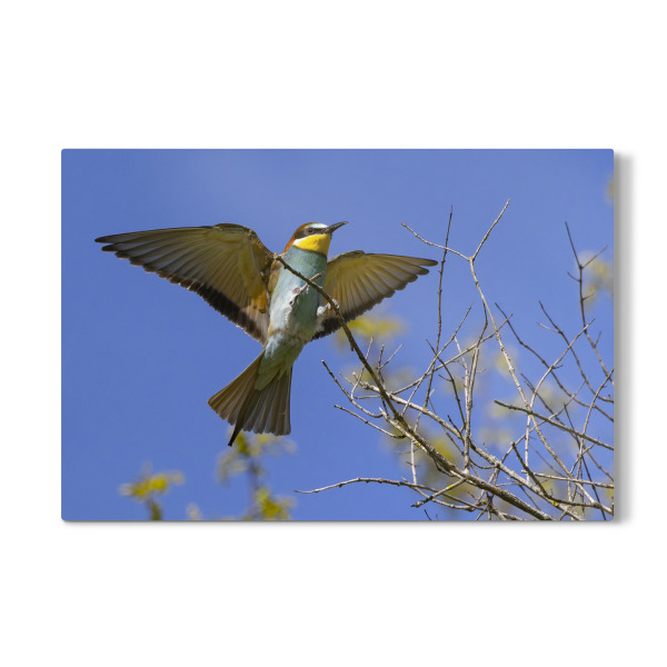 Galerie-Print "Bienenfresser Im Anflug" 30x20 cm artboxONE