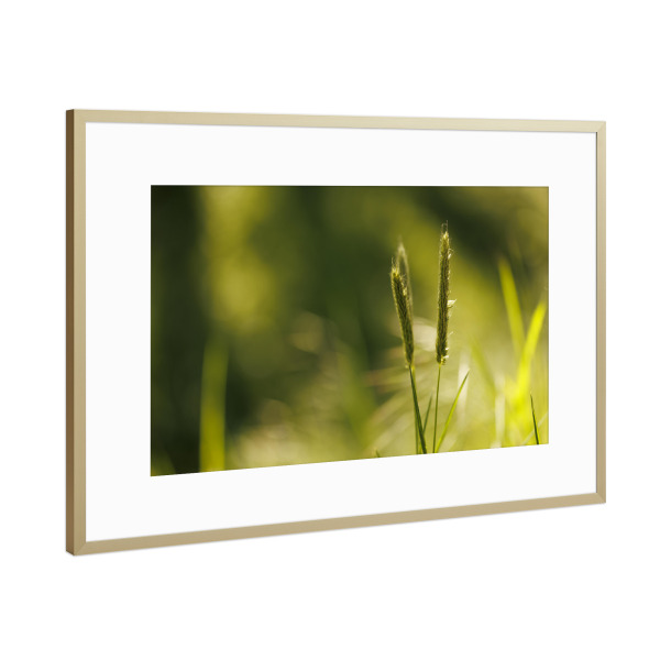 Poster mit Rahmen Gold "Gras im Morgenlicht" artboxONE - Natur,Floral,Für Mama