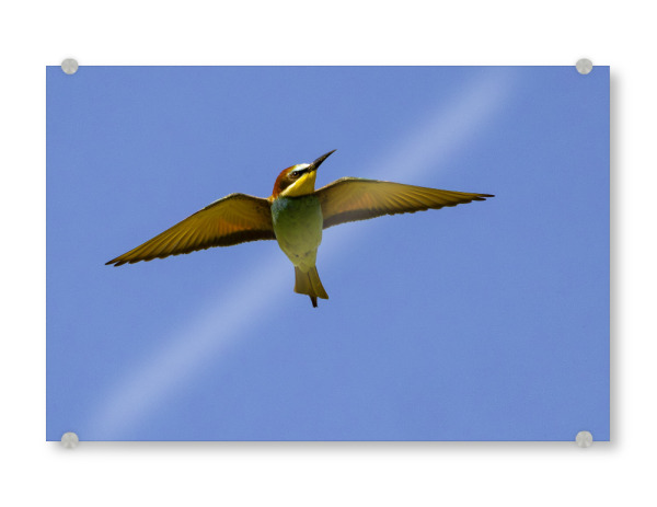 Acrylglasbild "Bienenfresser im Flug" artboxONE - Tiere - Bienenfresser,Tiere,Vogel,Natur