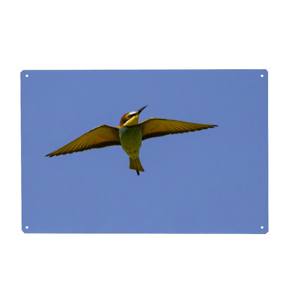 Holzbild "Bienenfresser im Flug" artboxONE - Tiere - Bienenfresser,Tiere,Vogel,Natur