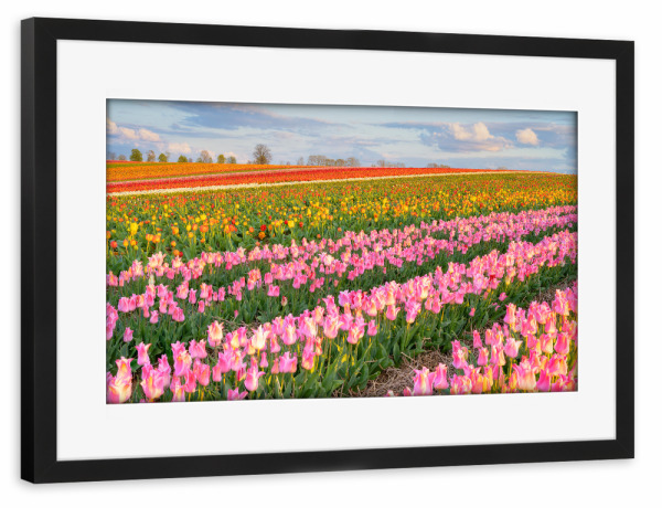 Poster mit Rahmen schwarz "Buntes Tulpenfeld" artboxONE - Natur,Floral