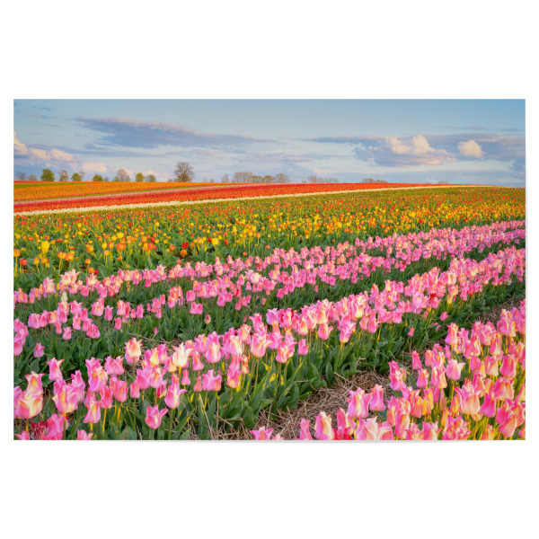 Poster 30x20 cm "Buntes Tulpenfeld" artboxONE - Natur,Floral