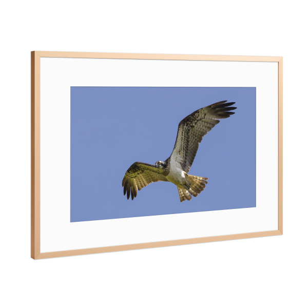 Poster mit Rahmen Kupfer "Fischadler im Flug" artboxONE - Tiere - Fischadler,Vogel,Natur,Wildlife