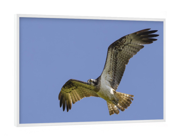 Poster mit weißem Rahmen "Fischadler im Flug" artboxONE - Tiere - Fischadler,Vogel,Natur,Wildlife