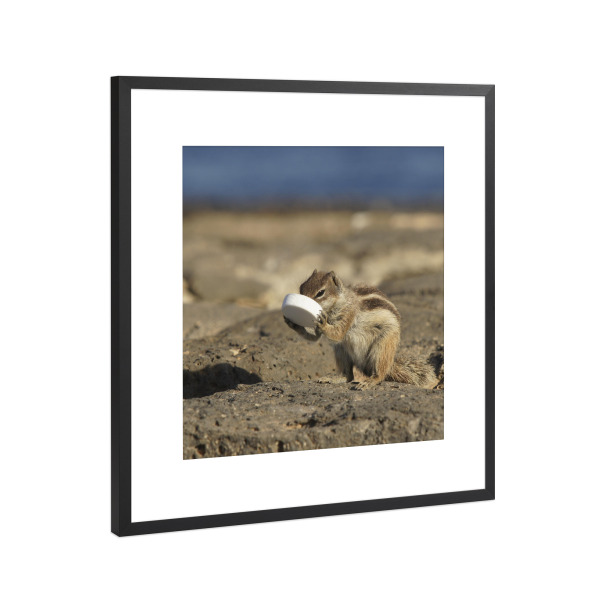 Poster mit Rahmen Schwarz (Metallic) "Atlas-Streifenhörnchen trinkt" artboxONE - Natur,Reise,Tiere,Reise / Strand und Meer
