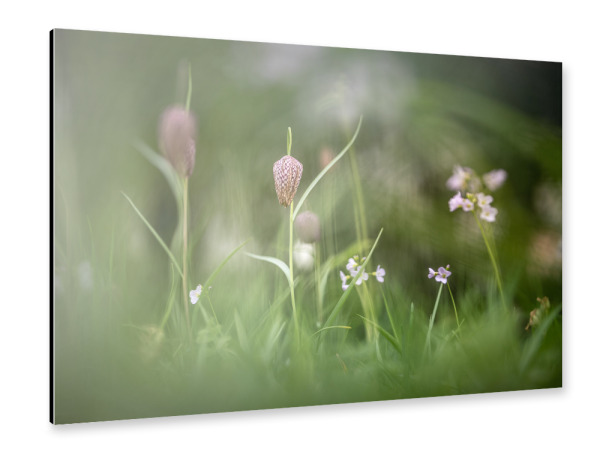 Alu-Dibond "Frühlingswiese" 30x20 cm artboxONE