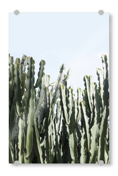 Acrylglasbild "Euphorbie" artboxONE - Natur,Floral - Euphorbie,Sukkulente,Kaktus,Kakteen,Pflanzen,Minimal,Minimalismus,Natur,Kakteenliebhaber