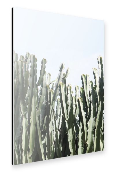 Alu-Dibond "Euphorbie" 30x20 cm artboxONE