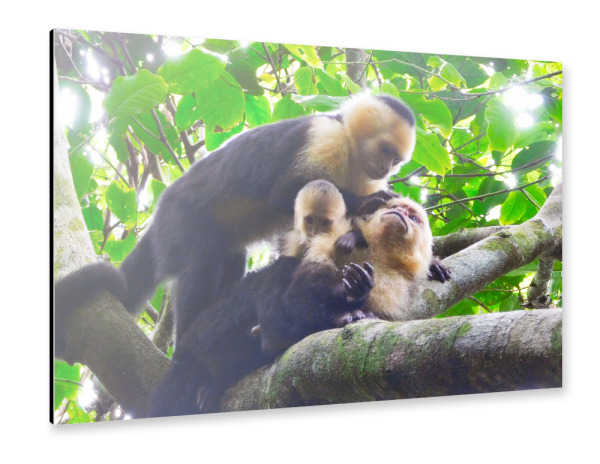 Alu-Dibond "Kapuzineraffen, Costa Rica" 30x20 cm artboxONE