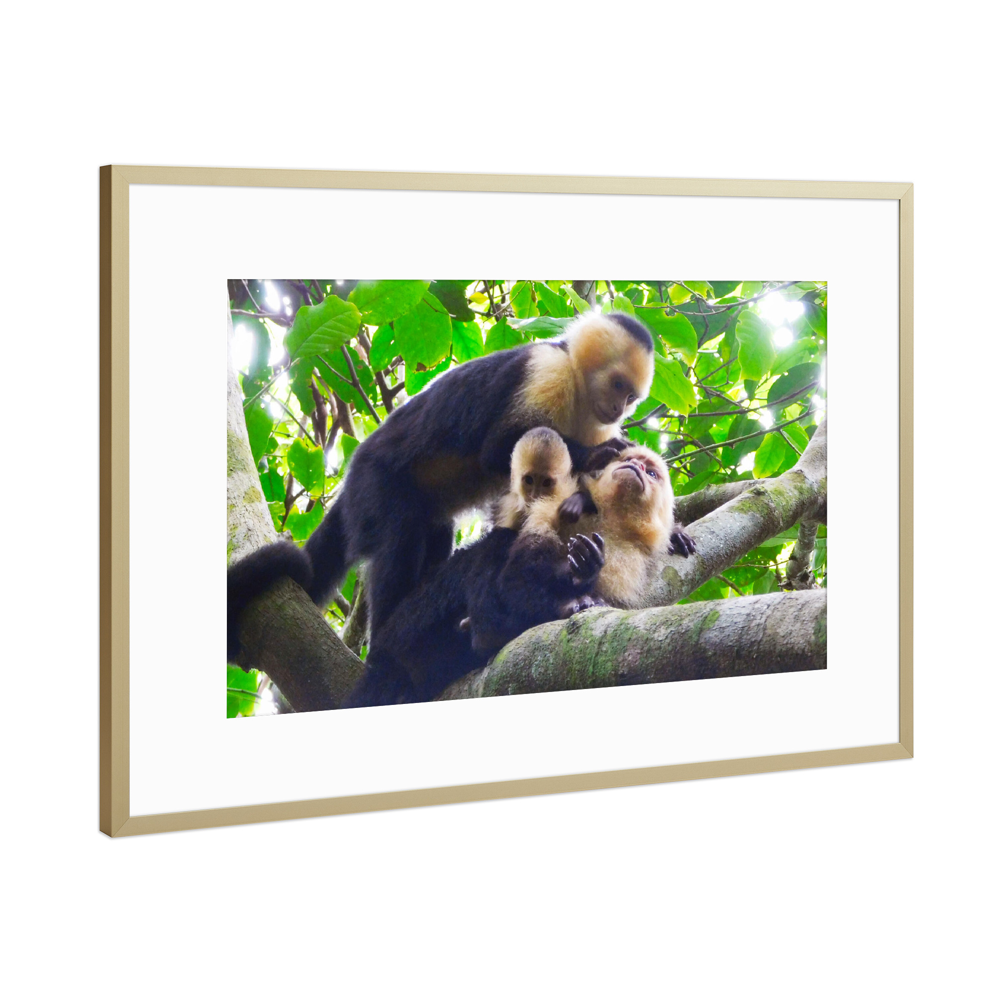 Poster mit Rahmen Gold "Kapuzineraffen, Costa Rica" artboxONE - Natur,Reise,Tiere,Reise / Länder