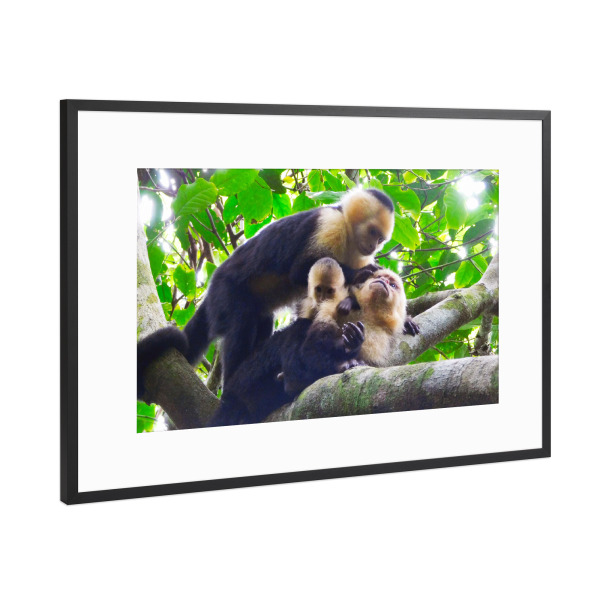 Poster mit Rahmen Schwarz (Metallic) "Kapuzineraffen, Costa Rica" artboxONE - Natur,Reise,Tiere,Reise / Länder