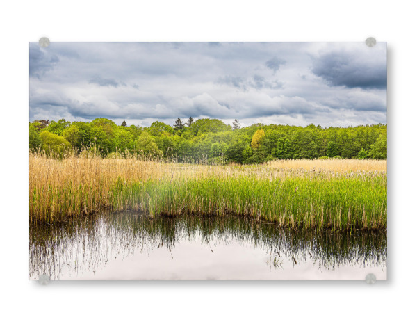 Acrylglasbild "Teich, Schilf, Bäume, Wolken" artboxONE - Natur,Reise