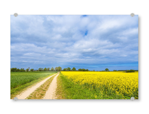 Acrylglasbild "Feldweg, Rapsfeld und Wolken" artboxONE - Natur,Reise