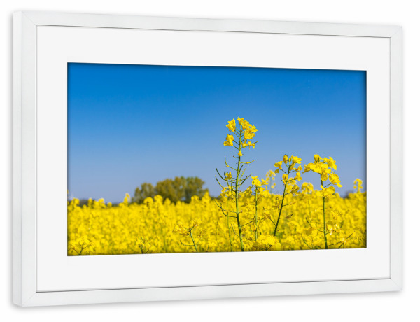 Poster mit Rahmen weiß "Rapsfeld, Himmel, Bäume" artboxONE - Natur,Reise