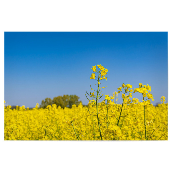 Poster 30x20 cm "Rapsfeld, Himmel, Bäume" artboxONE - Natur,Reise