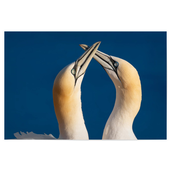 Poster 30x20 cm "Basstölpel auf Helgoland" artboxONE - Natur,Tiere,Reise / Strand und Meer