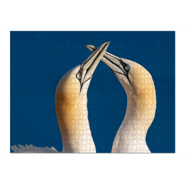 Puzzle Ravensburger "Basstölpel auf Helgoland" artboxONE - Natur,Tiere,Reise / Strand und Meer