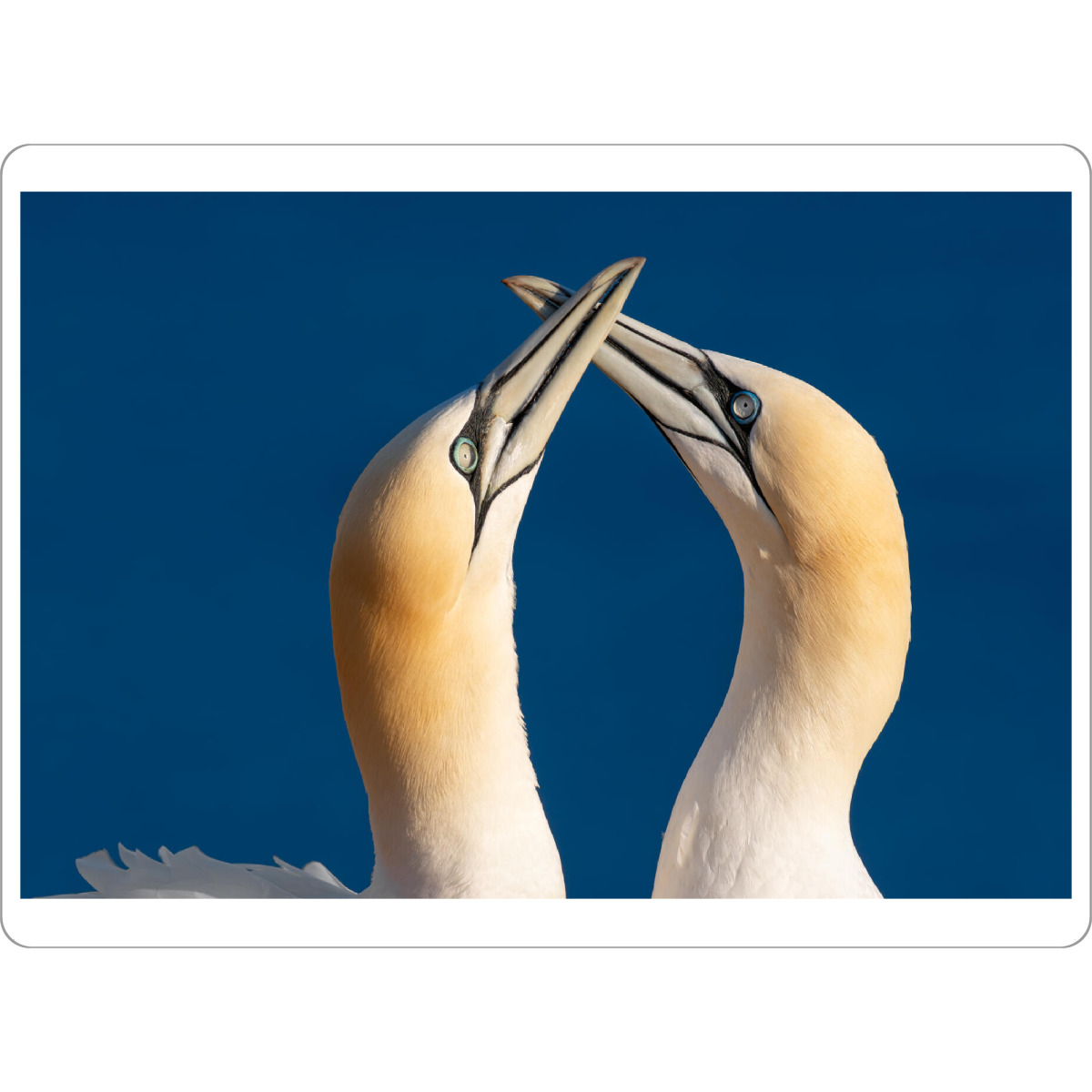 Tischset "Basstölpel auf Helgoland" artboxONE - Natur,Tiere,Reise / Strand und Meer