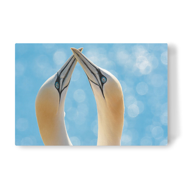 Leinwandbild "Helgoland Basstölpel" artboxONE - Natur,Tiere,Reise / Strand und Meer