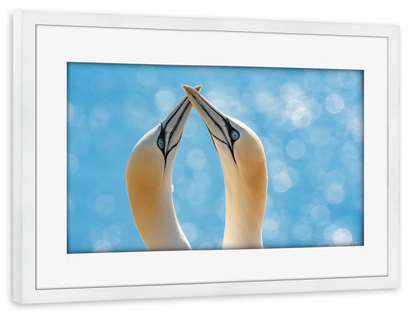Poster mit Rahmen weiß "Helgoland Basstölpel" artboxONE - Natur,Tiere,Reise / Strand und Meer