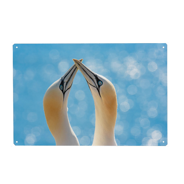 Holzbild "Helgoland Basstölpel" artboxONE - Natur,Tiere,Reise / Strand und Meer