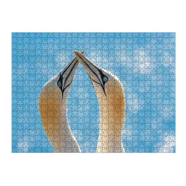 artboxONE Puzzle "Helgoland Basstölpel" artboxONE - Natur,Tiere,Reise / Strand und Meer