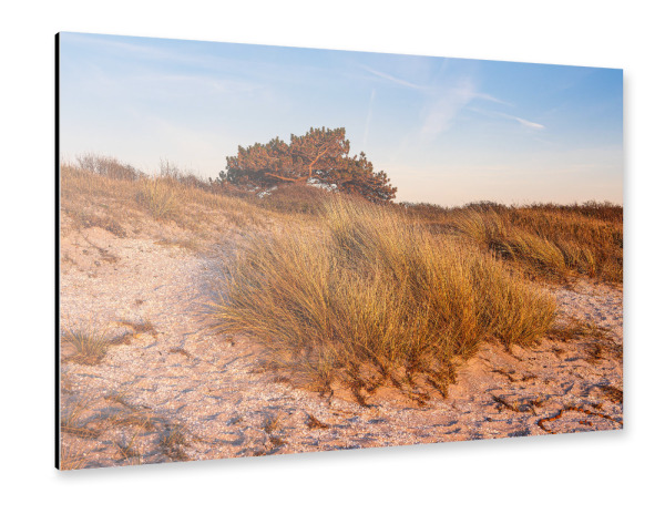 Alu-Dibond "Dünengras, Düne und Baum" 30x20 cm artboxONE
