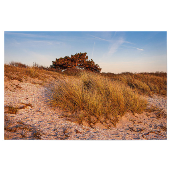 Poster 30x20 cm "Dünengras, Düne und Baum" artboxONE - Natur,Reise,Reise / Strand und Meer