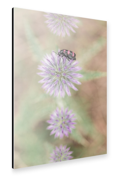 Alu-Dibond "Käfer mit Lila Blüte" 30x20 cm artboxONE