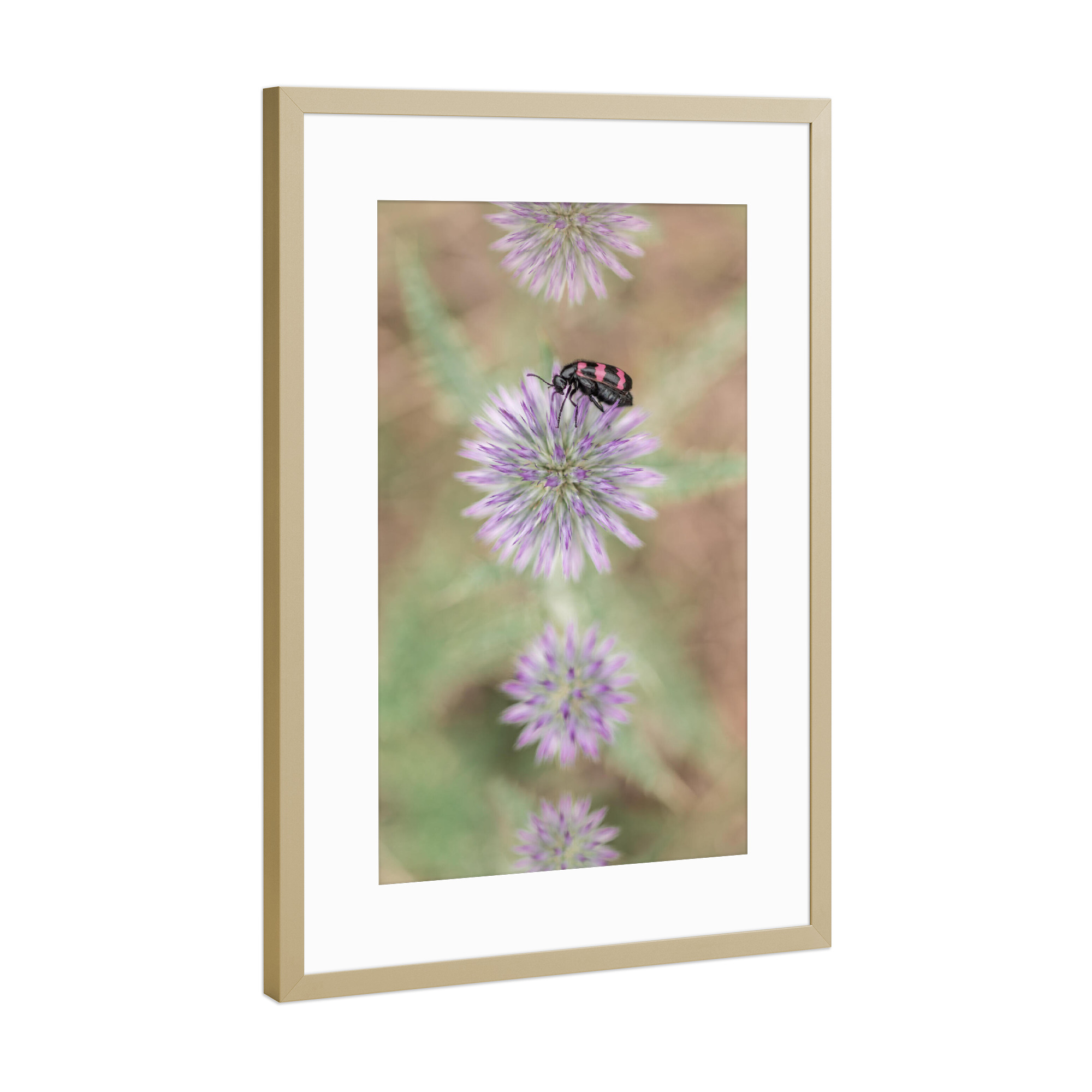 Poster mit Rahmen Gold "Käfer mit Lila Blüte" artboxONE - Natur,Floral,Tiere