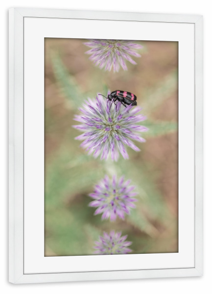 Poster mit Rahmen weiß "Käfer mit Lila Blüte" artboxONE - Natur,Floral,Tiere